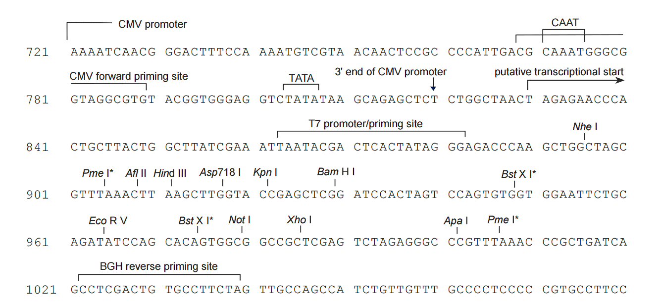 pcDNA5-FRT 多克隆位点 点击看大图 pcDNA5-FRT 多克隆位点